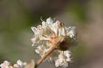 Dogtongue buckwheat